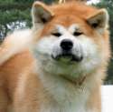 picture-of-stern-akita-inu-dog.jpg