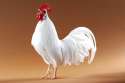 Studio_Leghorn_172_L.jpg