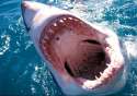 great-white-shark.jpg