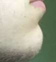 chin.jpg