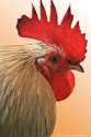 cock.jpg