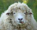 sheep.jpg