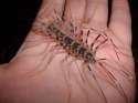 pics_001_clean_638.jpg