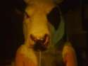 cow-head.jpg