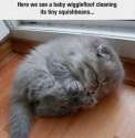 Wiggle.jpg