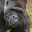 gorillasmirk.jpg