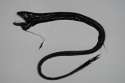 blackDragonfish.jpg