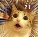 catexcite.jpg