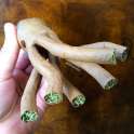 giantsquidblunt1.jpg