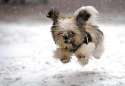 small-dogs-breeds.jpg