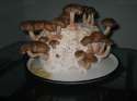 shitake.jpg