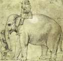 Raffaello_Sanzio_(school_of)_-_The_Elephant_Hanno_-_Google_Art_Project.jpg