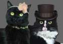 cat-tillion.jpg