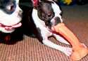 doggydog.jpg