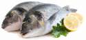 big_fisch.jpg
