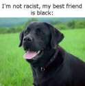 Dog_content_is_good_content__5b5ef74a4cbad73113e37f56807bade8.jpg
