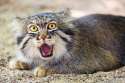pallas-cat-manul-23__880.jpg