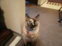 a certain someones cat.jpg