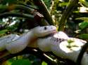 White-sided Black Rat Snake.jpg