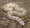 Hypo Kenyan Sand Boa.jpg