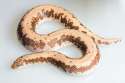 Kenyan Sand Boa.jpg