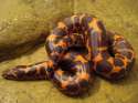 Nuclear Kenyan Sand Boa.jpg
