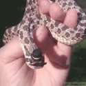 snek3.gif