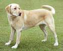 YellowLabradorLooking_new[1].jpg