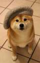 Hat Dog.jpg