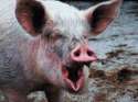 1405008854000-pig.jpg