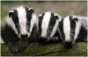 badger.jpg
