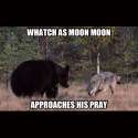 moonmoonandprey.jpg