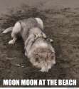 moonmoonatthebeach.jpg