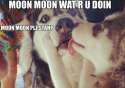 moonmoonlicks.jpg
