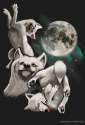 moonmoonmoon.png
