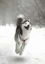 1476037041286.gif