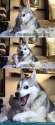 moon-moon-and-his-hilarious-jokes_o_2817723.jpg