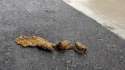 mi-dog-poop-300.jpg