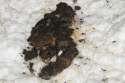 skunk_feces1.jpg