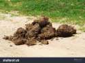stock-photo-a-heap-of-african-elephant-dung-in-a-game-park-in-south-africa-in-africa-the-dung-is-used-to-18208762.jpg