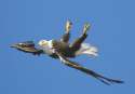 upsidedown bald eagle bird.jpg