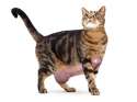 cat-adult-landing-hero.png