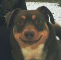 happydog.jpg