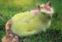 21551 - Author-Witiko fluffyshy gimp i_just_tried_my_hand_at_digital_editing im_sorry lamb not_abuse photoshop safe shit_edit.jpg