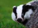 16-badgers-ala.jpg