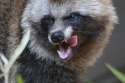 header-articles_raccoon-dog_GalleryLarge.jpg