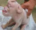 monkey-pig.jpg