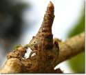 StumpSpider.jpg