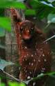 sundo-colugo-andre-mansur1.jpg