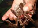 tmp_21277-Red-Rumped-Tarantula197164171.jpg